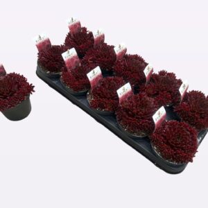 Sempervivum arachnoideum Colorockz Coral Red
(10 Plants/Order)(12cmP 15cmH)