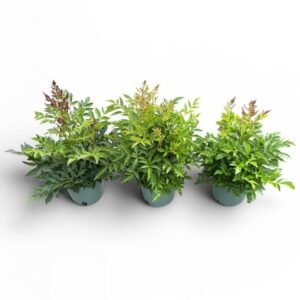 Astilbe Astilbe Younique in Types
(1 Plants/Order)(17cmP 40cmH)