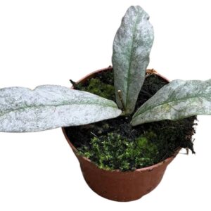 Hoya Mitrata Silver
(14 Plants/Order)(8cmP 10cmH)