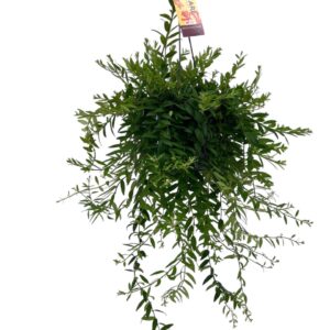 Aeschynanthus Japhrolepis
(7 Plants/Order)(15cmP 40cmH)