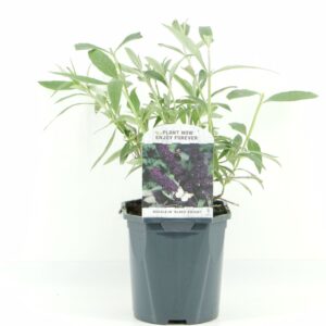 Buddleja Black Knight Buddleja dav. Black Knight
(6 Plants/Order)(17cmP 45cmH)