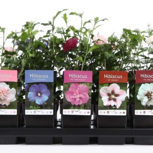 Hibiscus syriacus mix P13
(10 Plants/Order)(13cmP 30cmH)