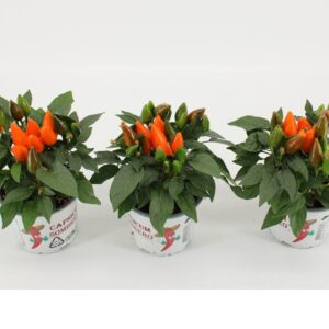 Capsicum Favorit Orange Sombrero
(12 Plants/Order)(10.5cmP 25cmH)