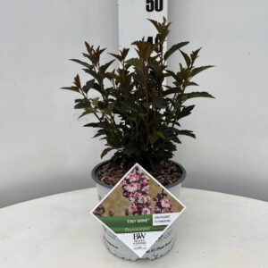 Physocarpus opulifolius Tiny Wine® ('SMPOTW'PBR)
(1 Plants/Order)(19cmP 40cmH)