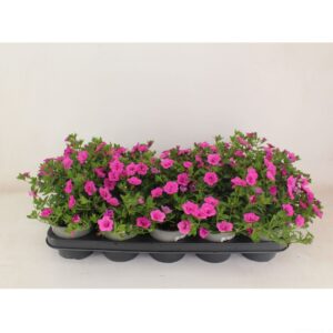 Minifamous Double Pink Calibrachoa Doubble pink
(10 Plants/Order)(12cmP 22cmH)