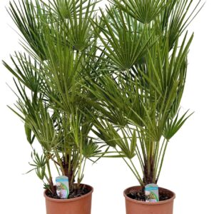 Chamaerops humilis P24 CHAMHUM24
(1 Plants/Order)(24cmP 120cmH)