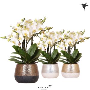 Phalaenopsis Lausanne Blossom 6 spike in Elite Pot mix
(3 Plants/Order)(12cmP 40cmH)