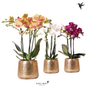 Phalaenopsis Multiflora mix 3 spike in Luxury Pot gold
(6 Plants/Order)(9cmP 40cmH)