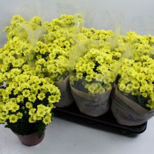 Chrysanthemum Madiba Ringa Yellow Chrysanthemum Madiba Yellow Stadium 2
(8 Plants/Order)(14cmP 27cmH)