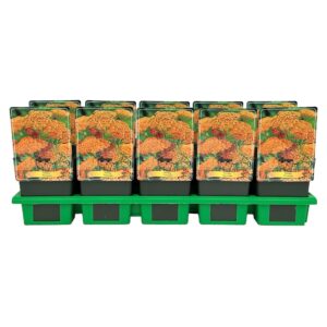 Achillea millefolium Terracotta' P11
(10 Plants/Order)(11cmP 25cmH)