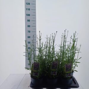 Verbena bonariensis Verbena bonariensis
(1 Plants/Order)(17cmP 80cmH)