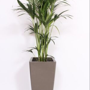 Howea forsteriana "in Piza Pot ""taupe"""
(1 Plants/Order)(33cmP 160cmH)