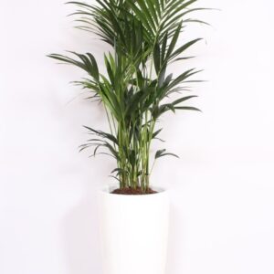 Howea forsteriana "in Santorini Pot ""wit"""
(1 Plants/Order)(40cmP 200cmH)