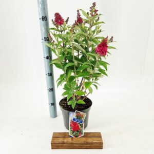 Buddleja Butterfly Candy Little Rub d. ('BotEx 006'PBR)
(1 Plants/Order)(19cmP 45cmH)