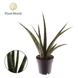 Sansevieria Cylindrica trifasciata 'Megan'
(7 Plants/Order)(14cmP 40cmH)