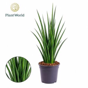 Sansevieria Friends kirkii
(5 Plants/Order)(19cmP 55cmH)