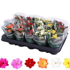 Kalanchoe Kalanchoe Rosalina 06cm mix
(20 Plants/Order)(6cmP 12cmH)