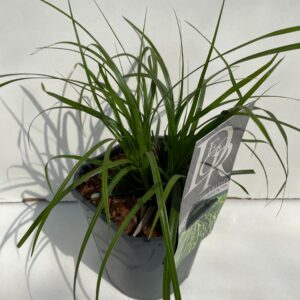 Carex oshimensis Evergreen'
(6 Plants/Order)(17cmP 30cmH)
