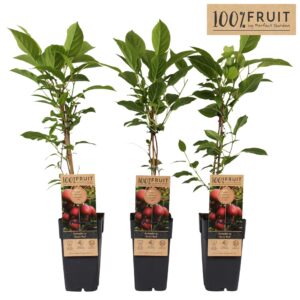 Actinidia arguta Ken's Red P15
(10 Plants/Order)(15cmP 65cmH)