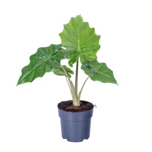 Alocasia Portodora Alocasia Portodora 14cm
(8 Plants/Order)(14cmP 45cmH)