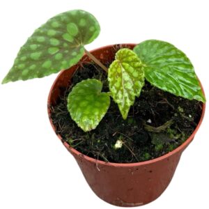 Begonia Chlorosticta
(14 Plants/Order)(8cmP 12cmH)