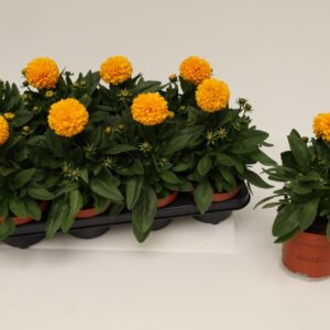Coreopsis grandiflora Double the Su Golden Spheer
(8 Plants/Order)(13cmP 25cmH)