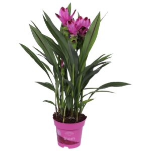 Curcuma Siam Spring Splash 14 cm
(8 Plants/Order)(14cmP 65cmH)