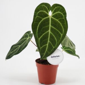 Anthurium Leaf Regale
(8 Plants/Order)(12cmP 45cmH)