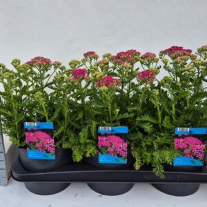 Achillea millefolium Milly Rock pink
(6 Plants/Order)(17cmP 30cmH)