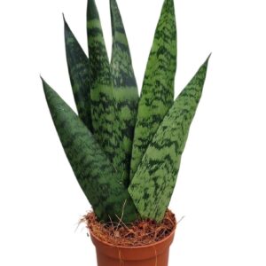 Sansevieria zeylanica Fan 9 cm
(18 Plants/Order)(9cmP 25cmH)