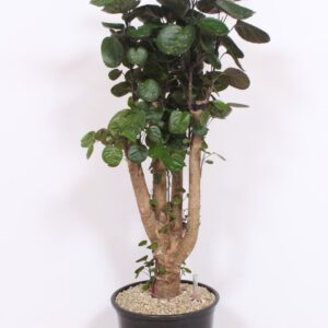 Polyscias Fabian
(1 Plants/Order)(32cmP 140cmH)