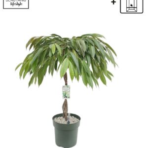 Ficus Amstel King Malaika
(1 Plants/Order)(27cmP 120cmH)