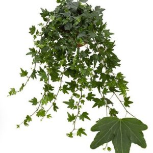 Hedera Sjoelle Sjoëlle 13cm
(12 Plants/Order)(13cmP 25cmH)