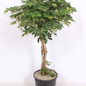 Schefflera Compacta arboricola
(1 Plants/Order)(40cmP 160cmH)