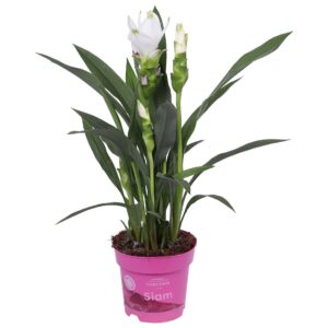 Curcuma alismatifolia Siam Sisto
(8 Plants/Order)(14cmP 55cmH)