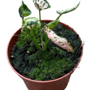Syngonium Pink Rolli
(14 Plants/Order)(8cmP 10cmH)