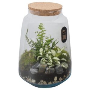 Arrangementen PTTER8134 terrarium in glazen terrarium
(3 Plants/Order)(17cmP 26cmH)