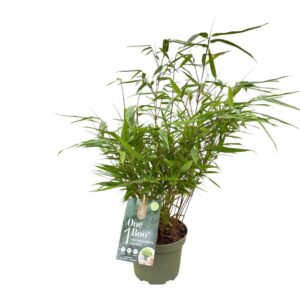 Fargesia other One Boo' P17
(1 Plants/Order)(17cmP 40cmH)