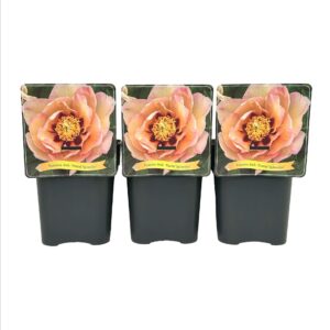 Paeonia Itoh 'Pastel Splendor' C5
(1 Plants/Order)(21cmP 35cmH)