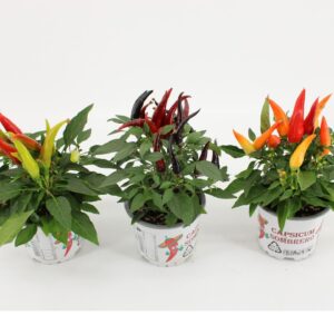 Capsicum Joker mixed
(12 Plants/Order)(10.5cmP 25cmH)