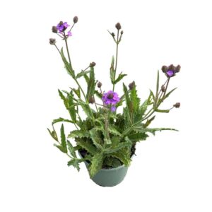 Verbena rigida Verbena Rigida 'Venosa'
(1 Plants/Order)(17cmP 40cmH)