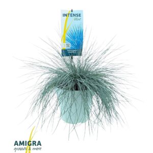 Festuca glauca Intense Blue®
(1 Plants/Order)(23cmP 45cmH)