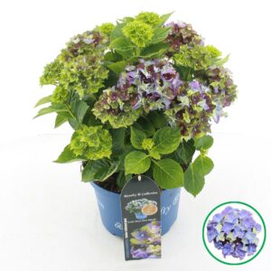 Hydrangea macrophylla other Royalty® 'Lady Mata Hari'® blue C5 (23cm.) Kn.
(1 Plants/Order)(23cmP 45cmH)