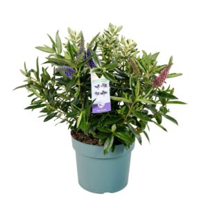 Hebe Addenda Trio
(1 Plants/Order)(19cmP 35cmH)