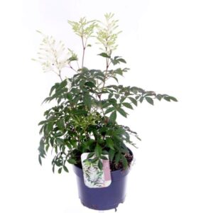 Astilbe Deutschland Astilbe Japonica Irrlicht
(6 Plants/Order)(17cmP 50cmH)