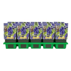 Aconitum carmichaelii Aconitum carmichaelii ‘Royal Flush’ P11
(10 Plants/Order)(11cmP 25cmH)
