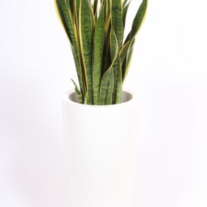 Sansevieria Laurentii Sansevieria Laurentii in Santorini Pot "wit"
(1 Plants/Order)(33cmP 130cmH)