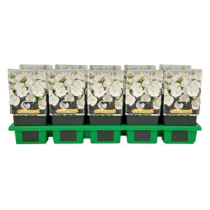Campanula carpatica Perla White' P11
(10 Plants/Order)(11cmP 25cmH)