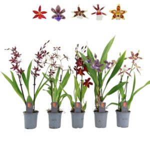 Orchideeen Inca mix 2 spike 9cm
(12 Plants/Order)(9cmP 35cmH)