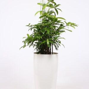 Dracaena surculosa Dracaena Surculosa in Santorini Pot "wit"
(1 Plants/Order)(33cmP 140cmH)